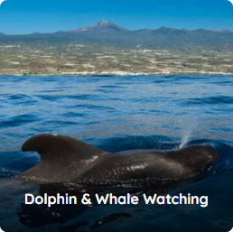 walvissen spotten op Tenerife