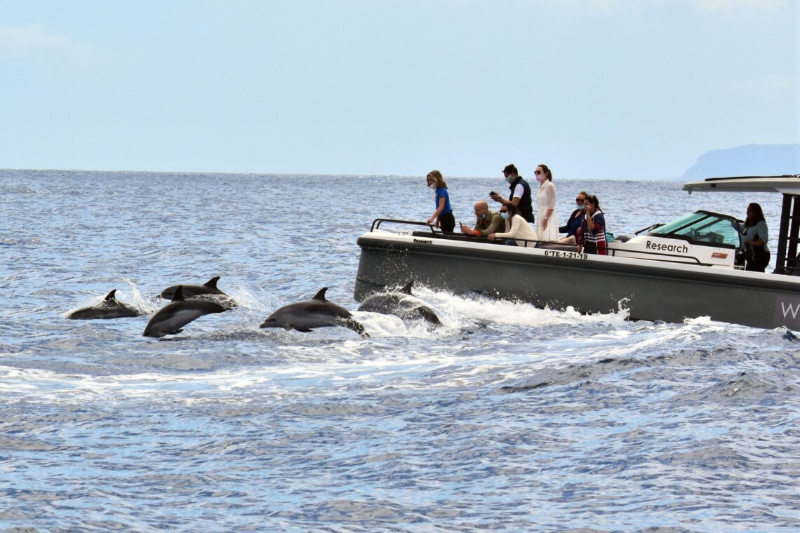 Walvissen en dolfijnen spotten op Tenerife