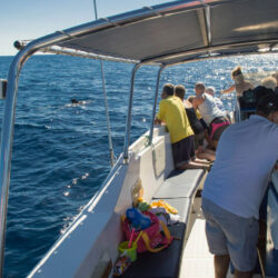 Моторная лодка Ocean Tenerife 12