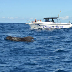 Моторная лодка Ocean Tenerife 7