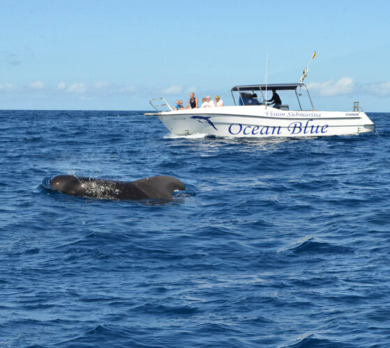 Motorboot Ocean Tenerife 7