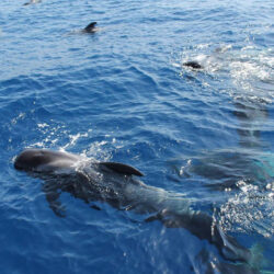 Sailboat Bavaria 49 Tenerife 15