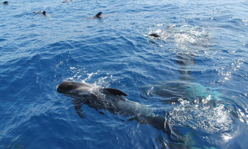 Sailboat Bavaria 49 Tenerife 15
