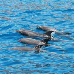 yacht Astinor 36 Tenerife 1