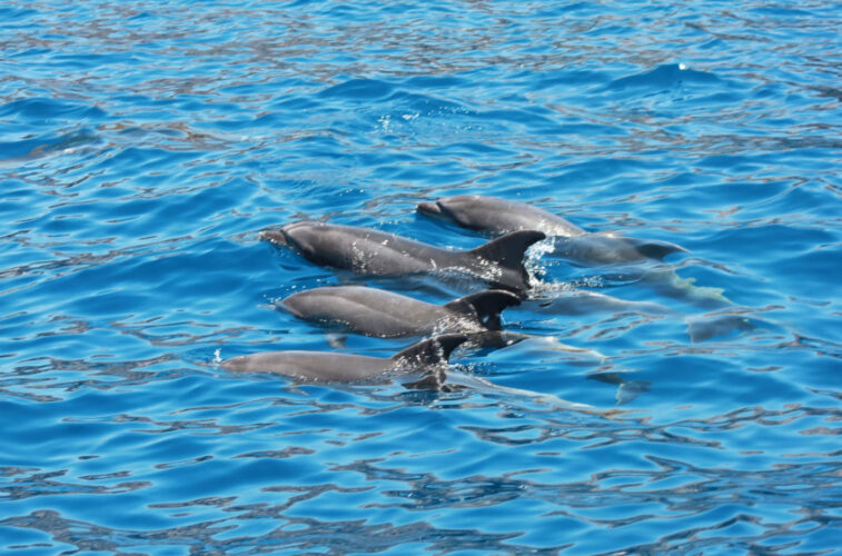 yacht Astinor 36 Tenerife 1