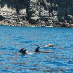 yacht Astinor 36 Tenerife 7