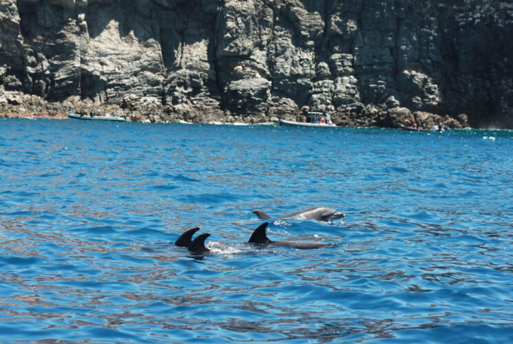 yacht Astinor 36 Tenerife 7